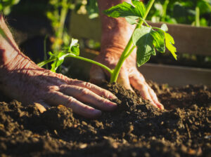 Riapertura accesso e utilizzo degli Orti Comunali