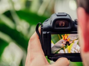 BioBlitz Lombardia 2020