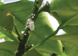 Ordinanza contro la diffusione di Cocciniglia e di altri parassiti delle piante